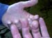 030507_tosse_Pdr_0025